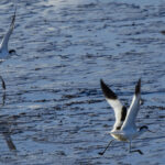 Avocettes élégantes